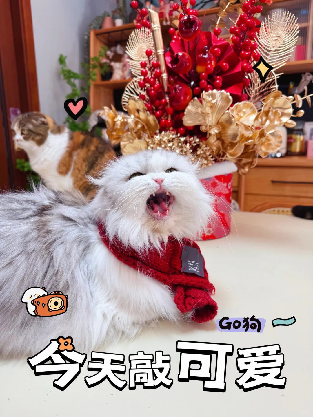 大年初一毛毛给大家拜年啦！