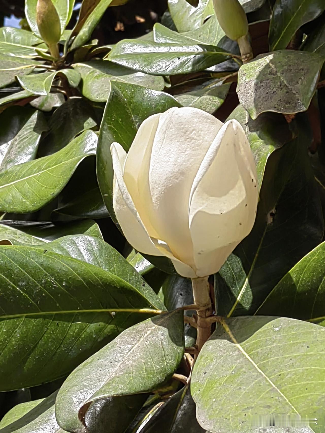 做人也应该和广玉兰一样，清清白白。