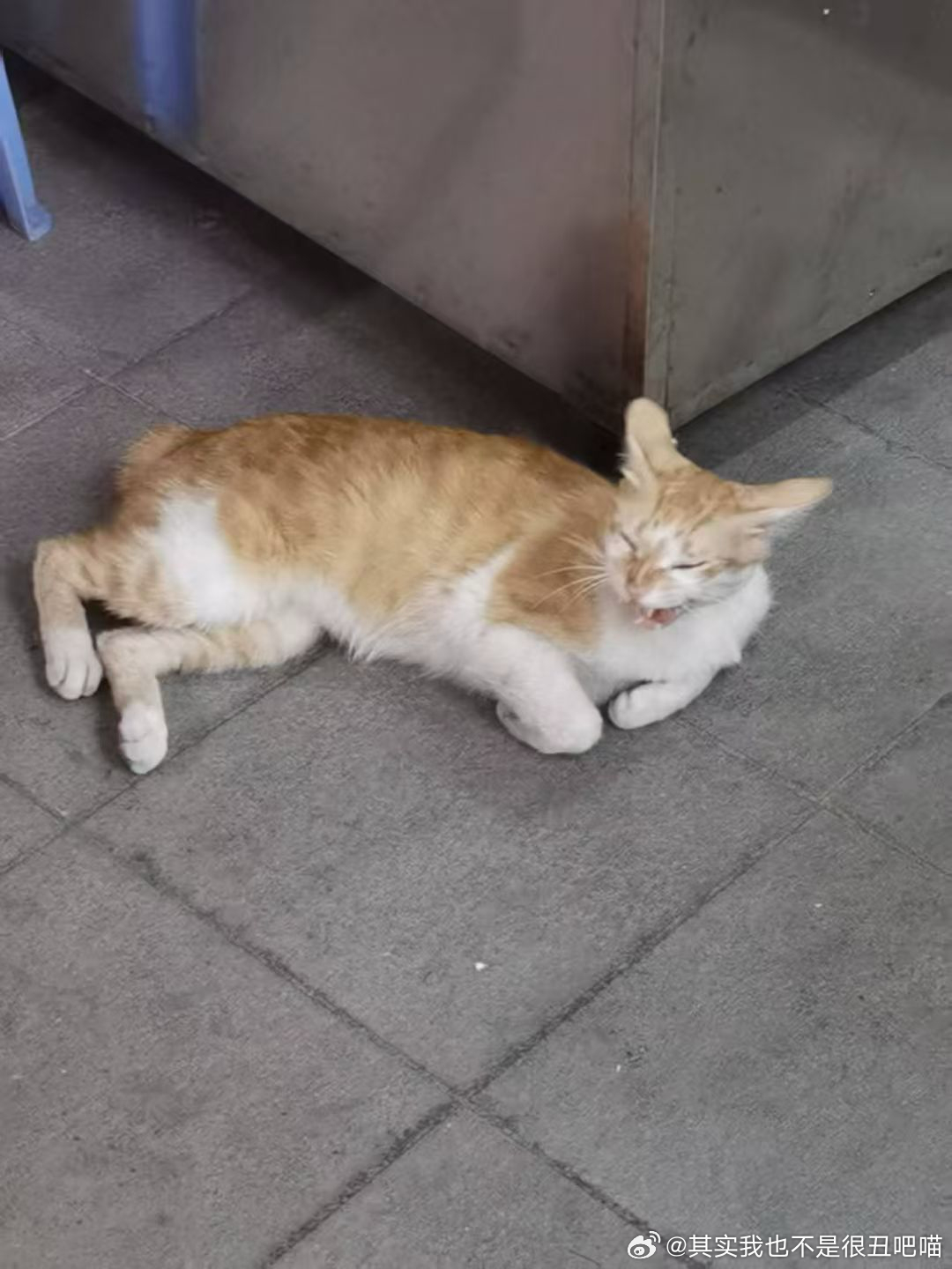 49363【丑猫】西部菱班响尾蛇