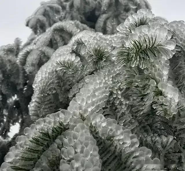 冰雨的危害显现

去年的冻雨，对野生动物的伤害是极大的。在过去的几年里，松鼠丶野