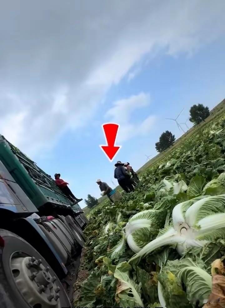 河北张家口一种植区，有人发现白菜蘸完甲荃后装车运往外地。
现在的蔬菜吧，基本都不