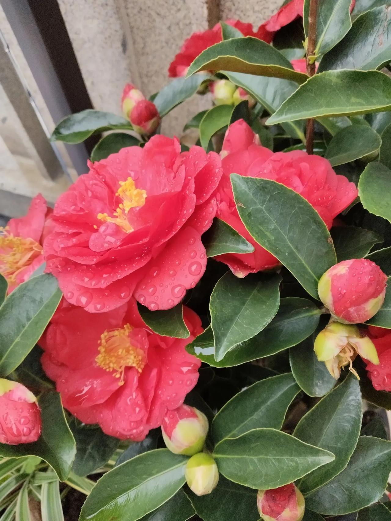 祝福:
今天的你，开心快乐[心]今年的你，一顺百顺[碰拳]今生的你，永远健康[强
