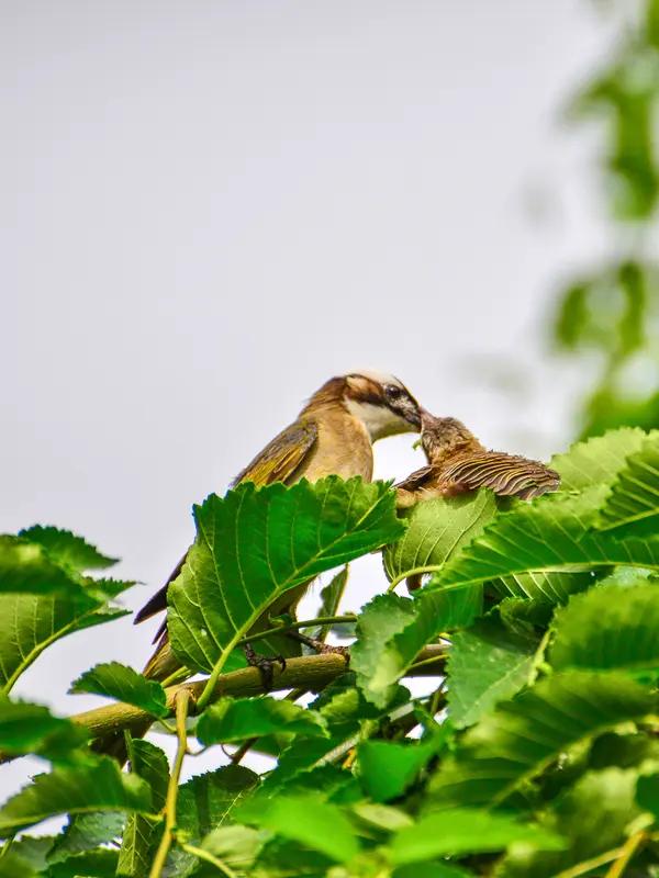 关于妻儿亲还是父母兄弟姐妹更亲，这还真不好说。Papi酱曾把自己排第一，伴侣第二
