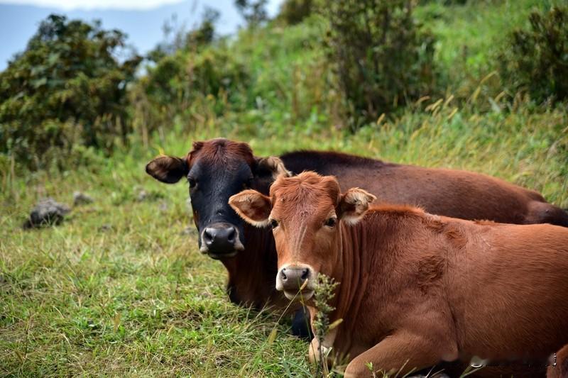 “好马不吃回头草”，我对“老牛专啃嫩青苗”。
好马不吃回头草，讲的是好马前行不恋
