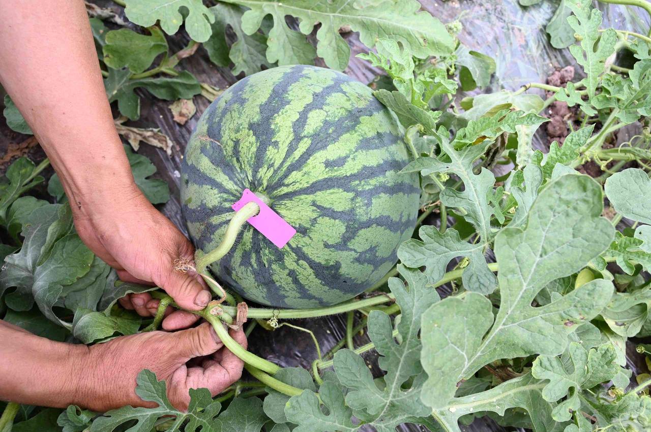 所以整个三伏天吃雪糕都极少，最好喝凉白开，再就吃点水果。