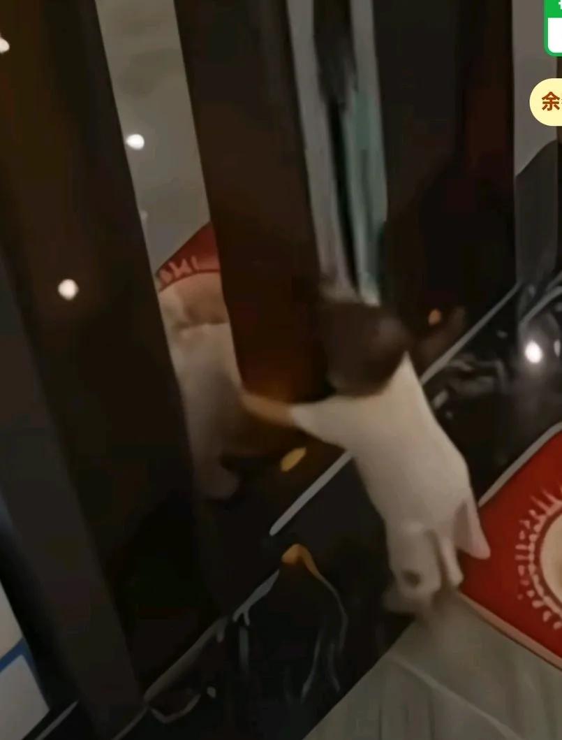 小孩子走到电梯面前，手扶着电梯被门夹住，孩子大哭，屋里的大人才惊慌失措的跑过来查