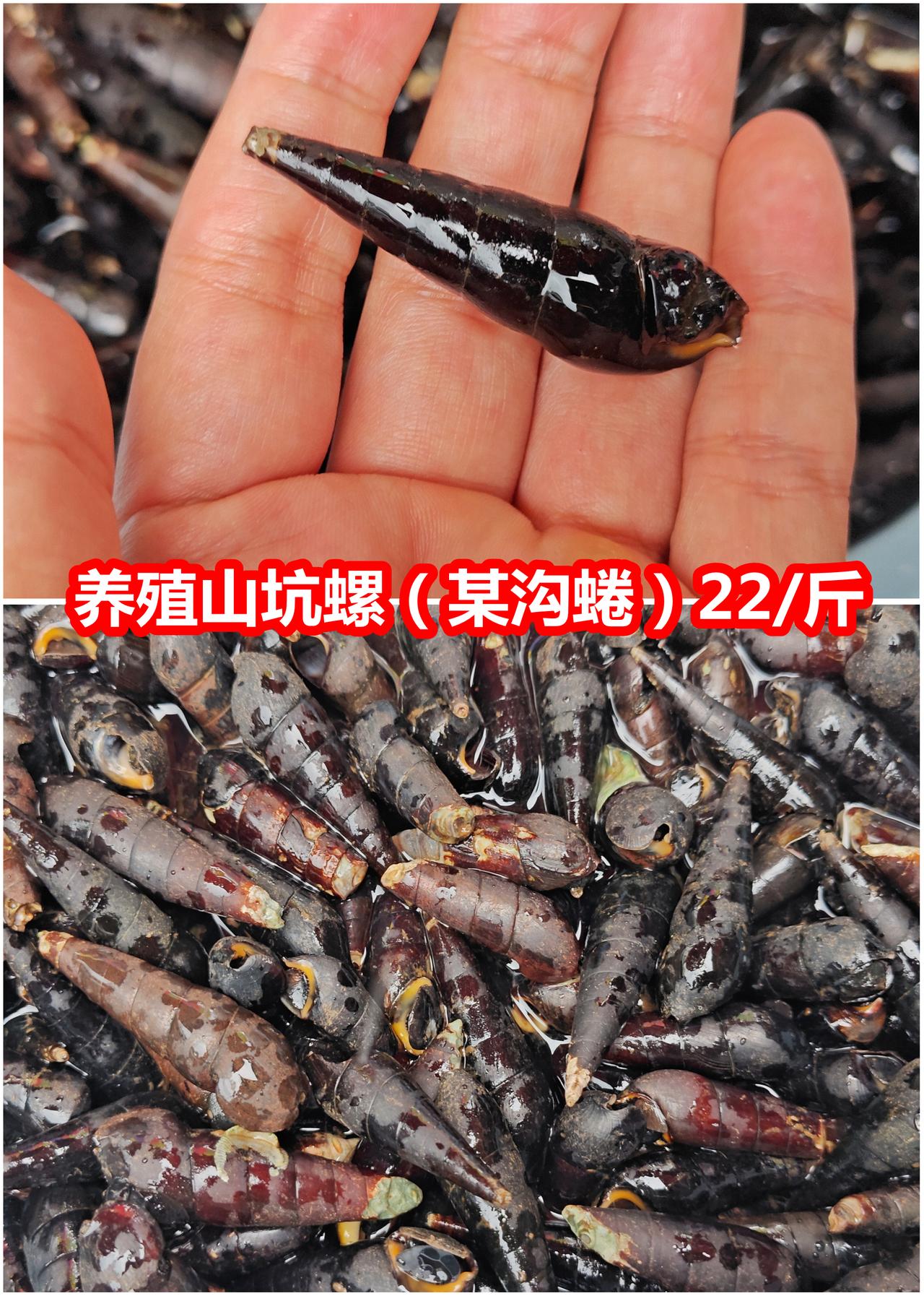 养殖山坑螺22/斤，不便宜

山坑螺没有泥味，鲜甜得来，味道很干净，我最喜欢煲汤