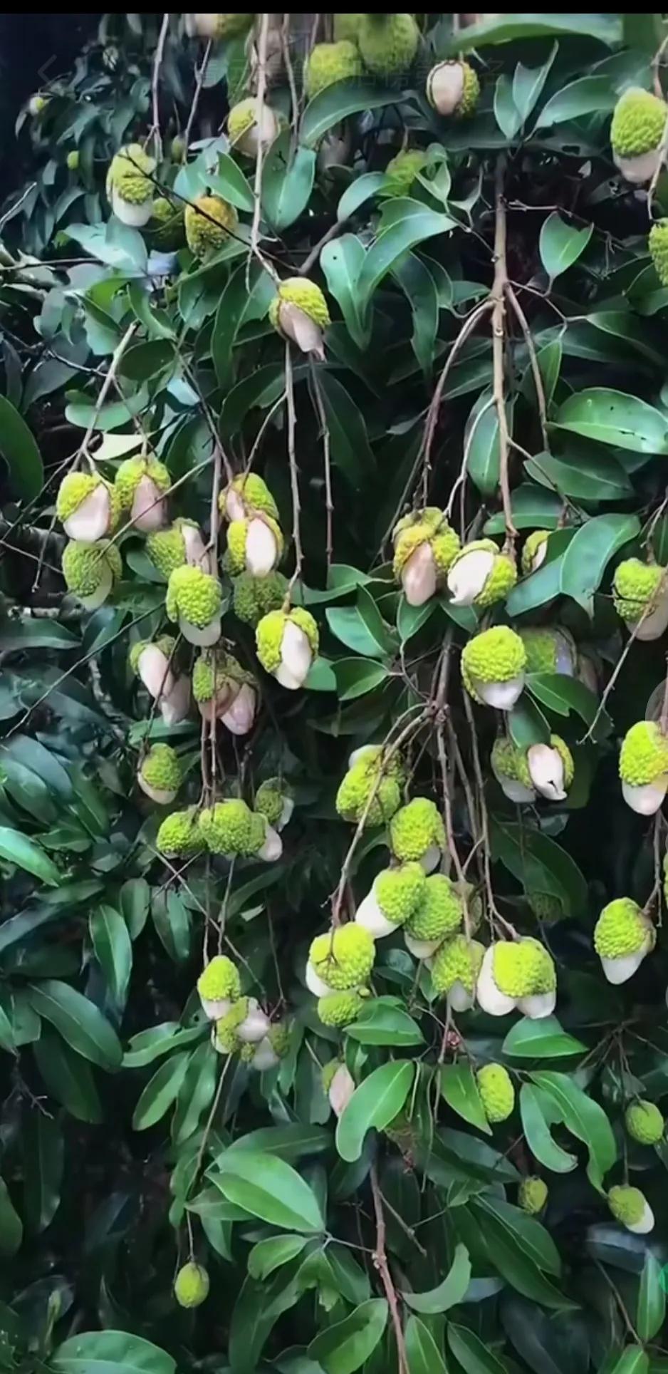 花期遇低温阴雨，授粉不良产量降低，果农很无奈