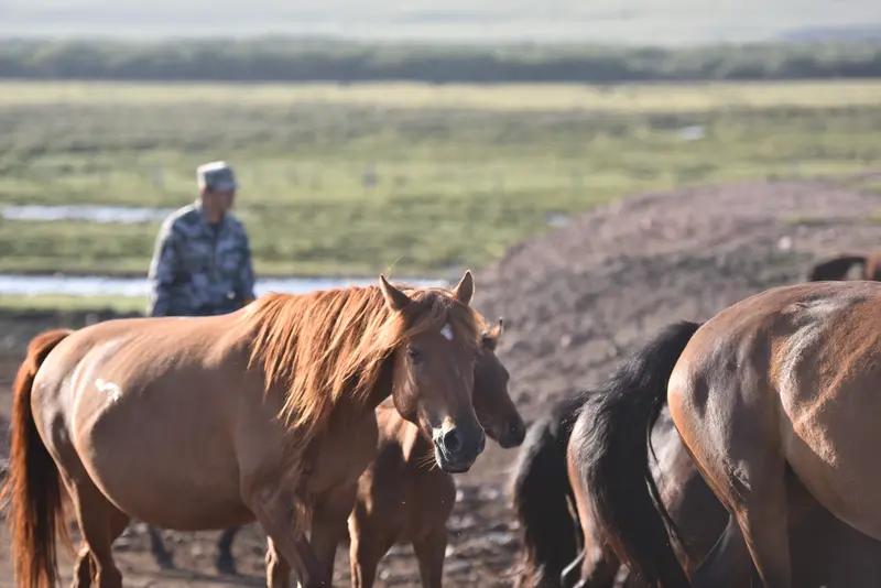 马善真的会被人骑吗？的确，1984 年至 1985 年我在部队担任军马队指导员。