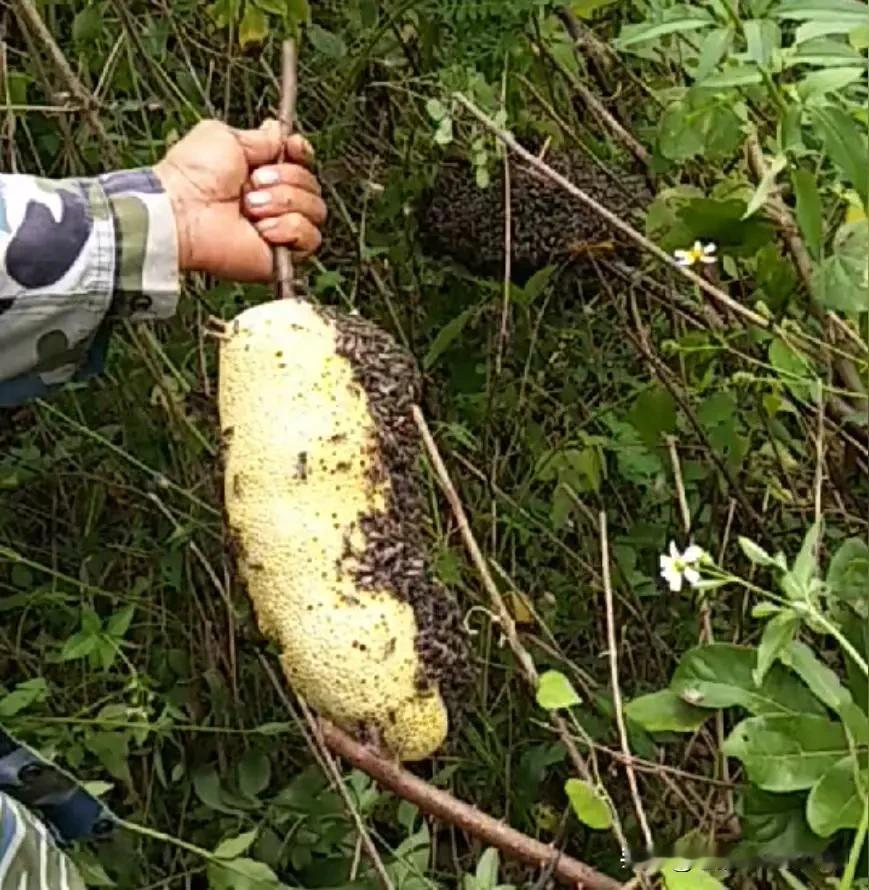 野生蜂蜜能和蜂巢（蜂腊）一起吃吗？野生蜂蜜 

常常会在平台看到一些自媒体人发的