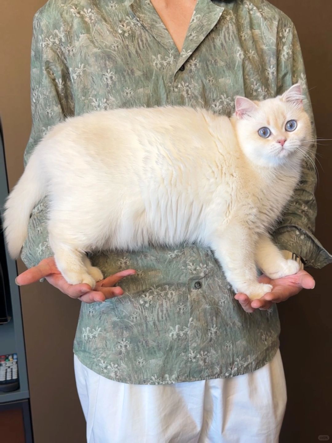 一生都在做平板支撑的小猫