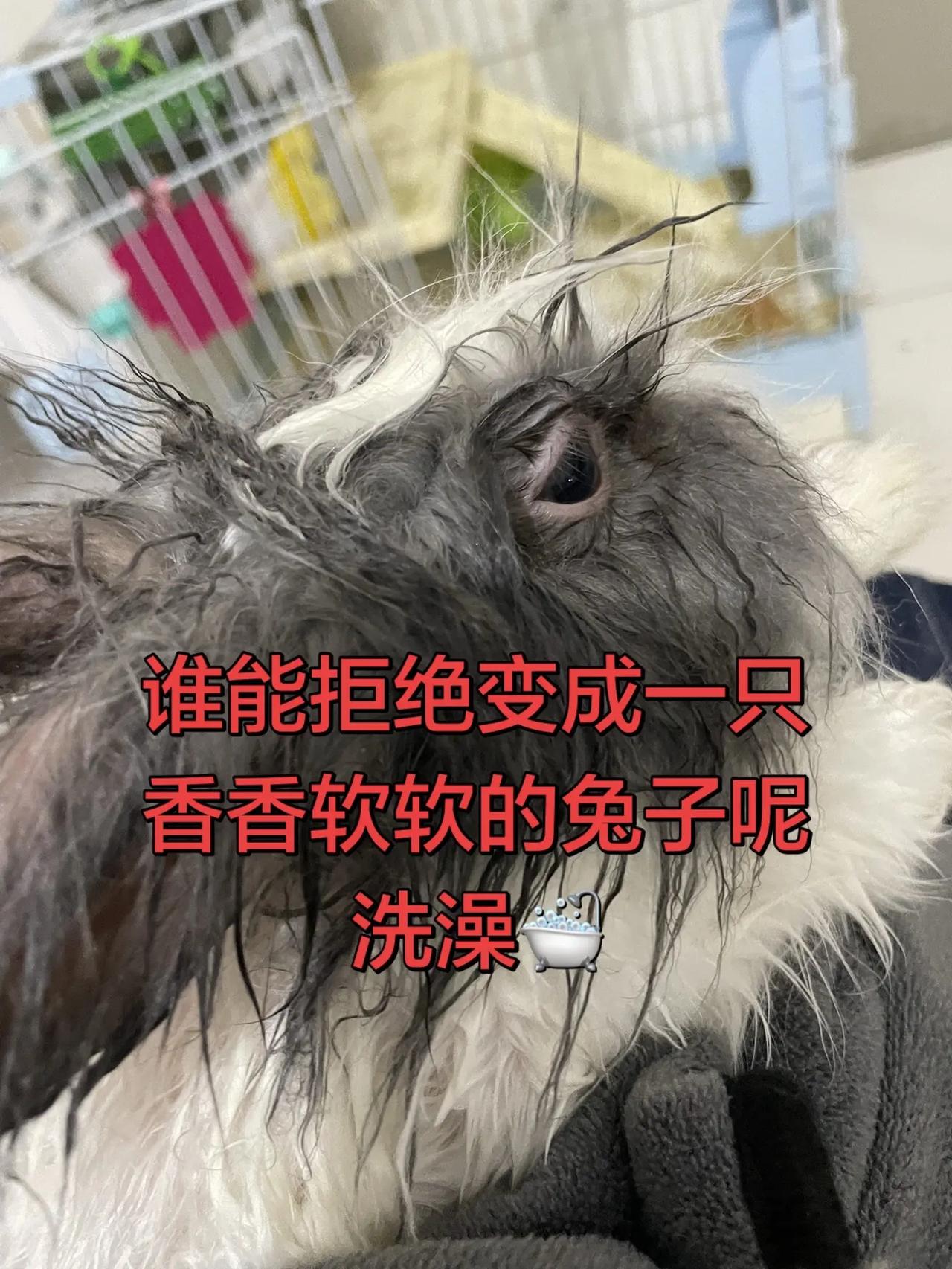 宠物兔洗澡。