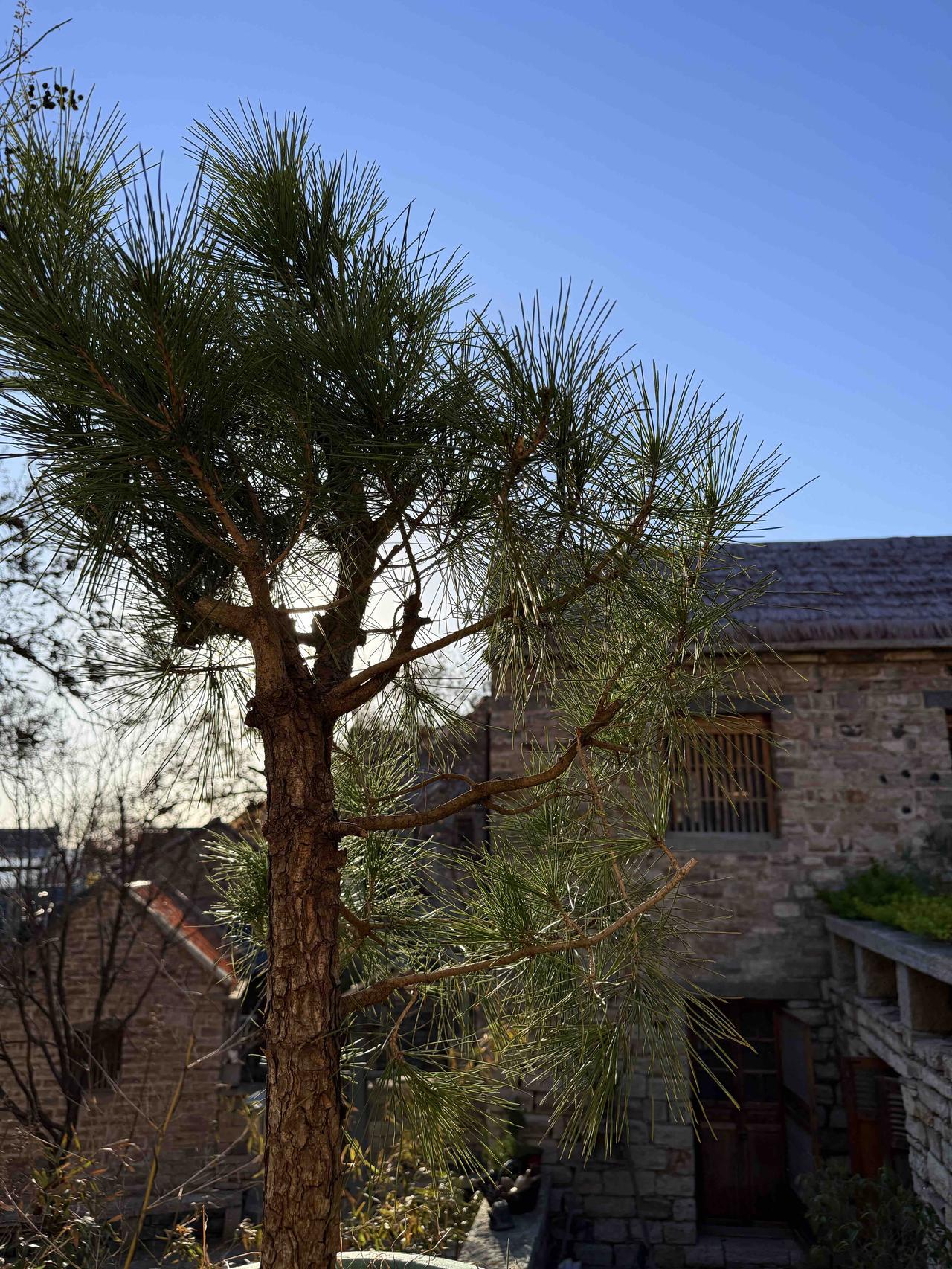 又是一天见夕阳
刚睡醒的咕噜，仿佛感觉今天又躺赢些了什么[大笑]懒懒地晒个太阳 