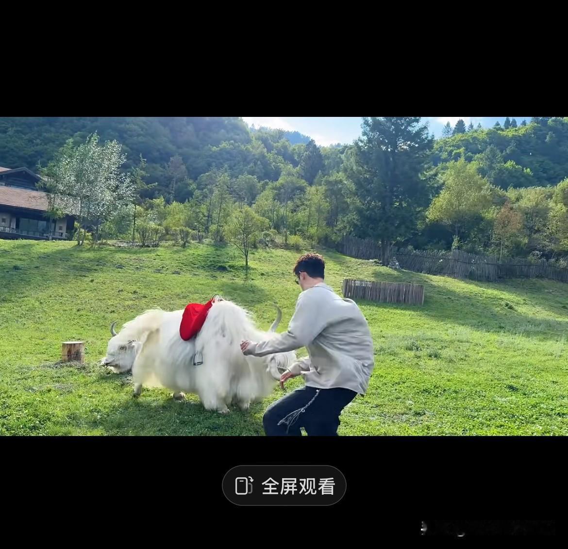 黄景瑜皮得很，牛角都想去碰！
被牛吓得都要起飞了[捂脸][捂脸]，不是号称柔道高