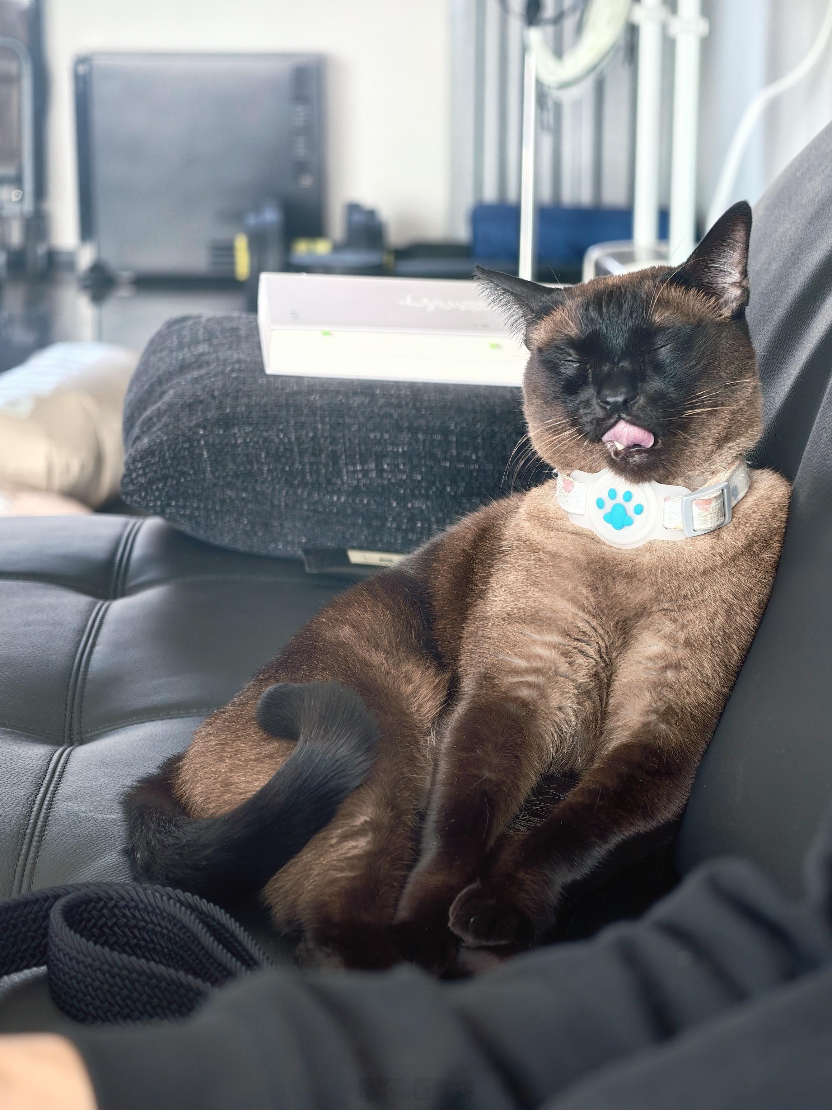 除夕舔嘴小马祝大家除夕快乐 