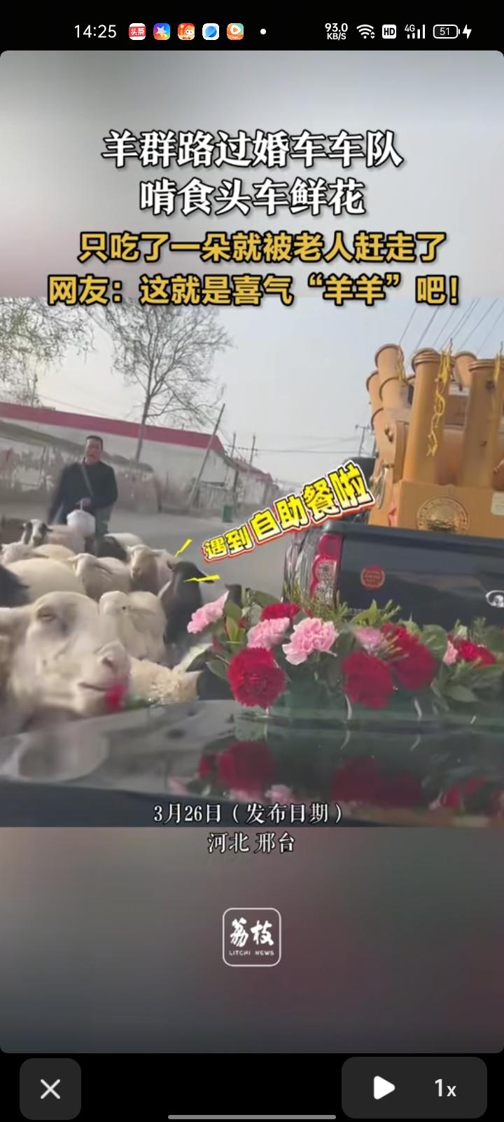 3月26日，邢台市巨鹿县。女子帮别人出婚车时遇到一群羊，它们看到鲜花后就啃食了一