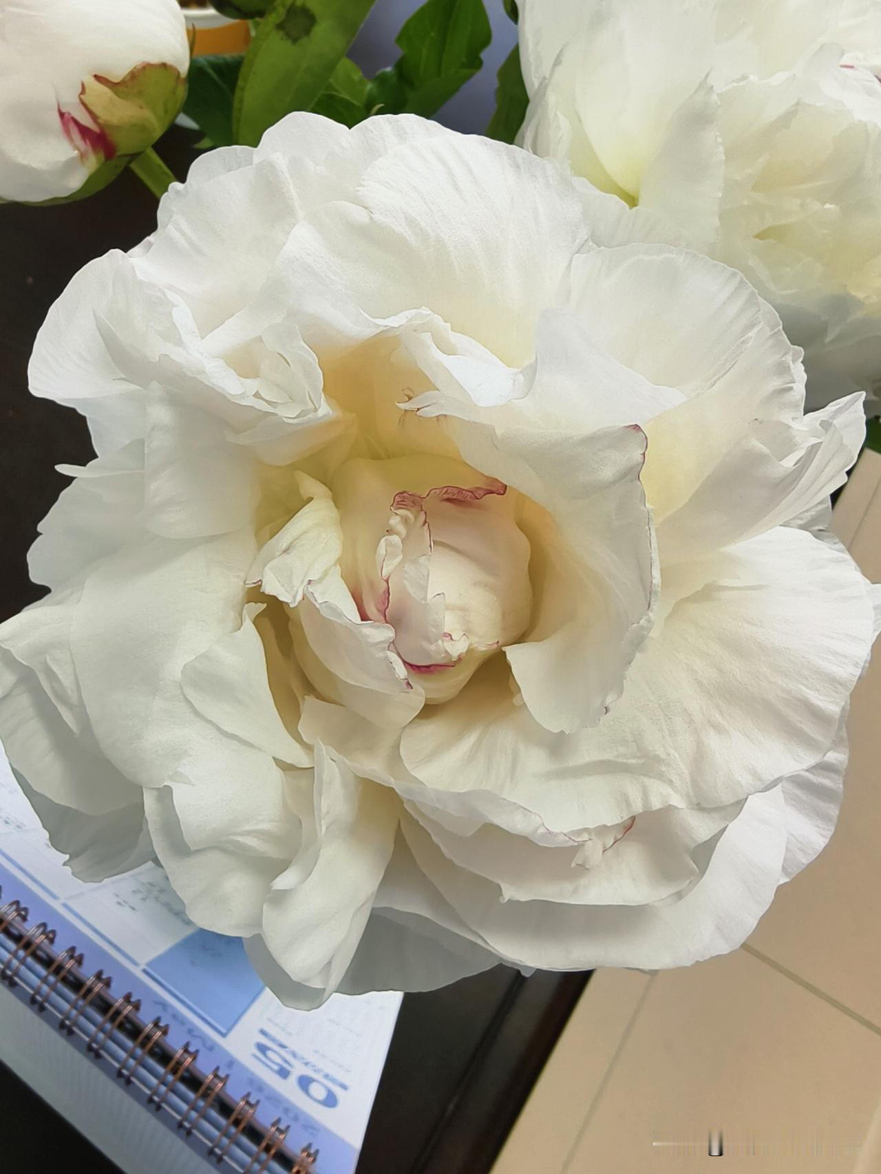 花好看吗？送给你一朵呀[呲牙]