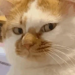 下次能不能按英文字母排序（bushi 