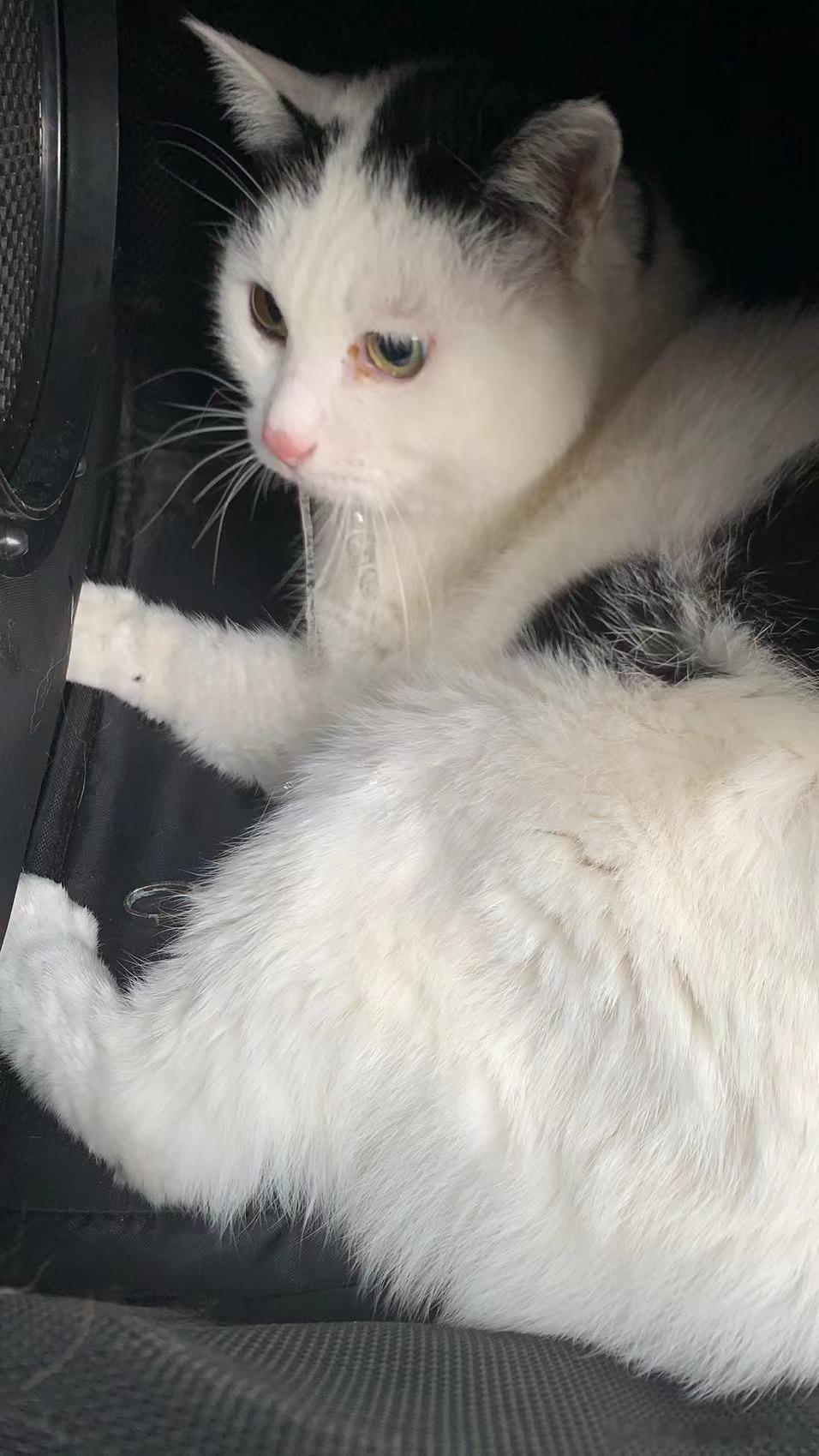 葡：我太勇敢了，打针也不哭葡锅锅日常吸猫年度高萌瞬间