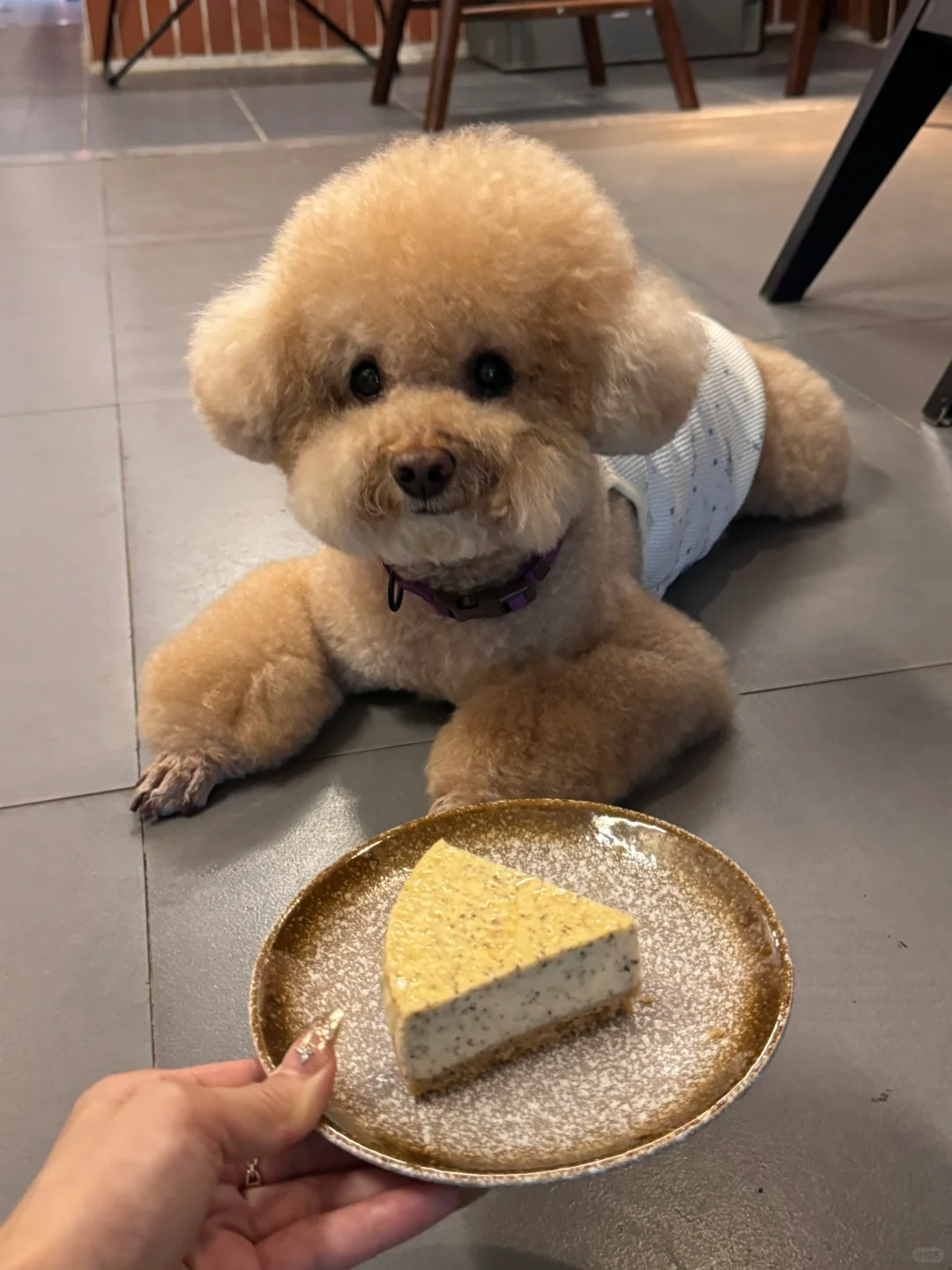 善良摇粒绒 大福店长🥹今天消极怠工了🧸