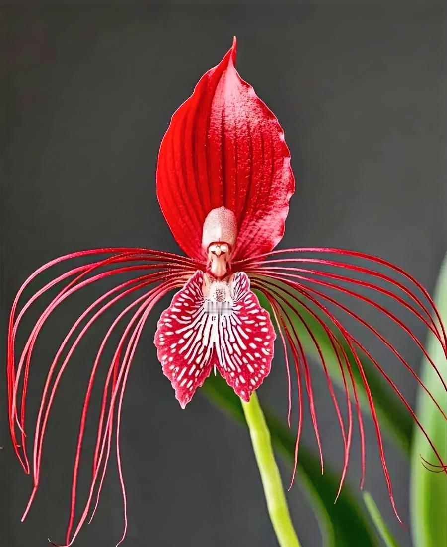 我瞅见个花草，长得像来捣乱的！
不是我夸张，这玩意儿真离谱！叶子软乎乎的跟棉花似