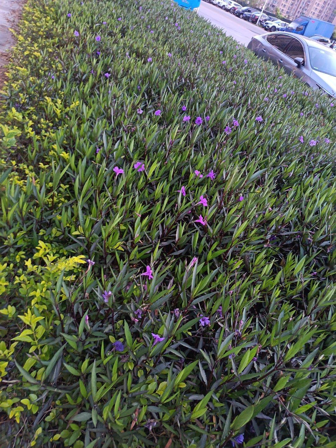 日常[超话]晚饭后去散步，看到这些小花开得漂亮，于是随手拍了几张，跟大家一起欣赏