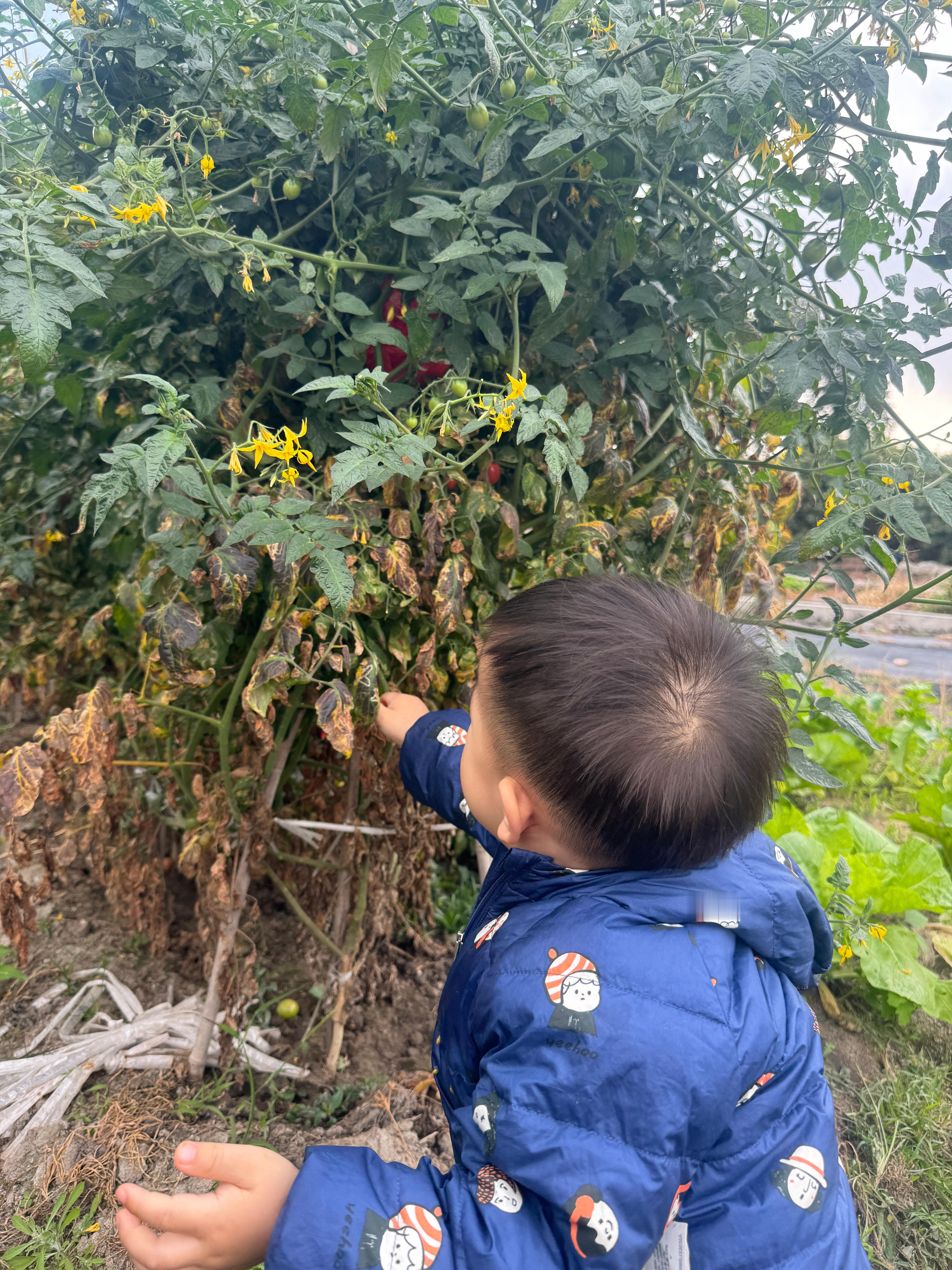 乡村生活挺好，待在老家，不需要诗和远方。 