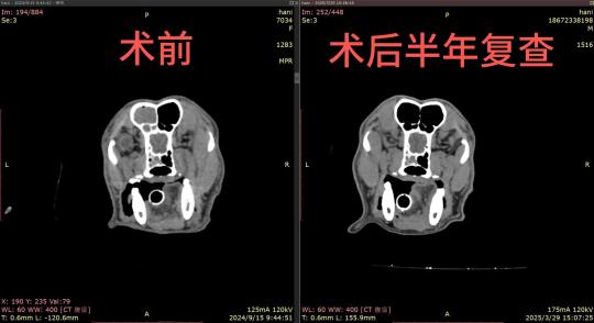 金毛鼻腔肿瘤