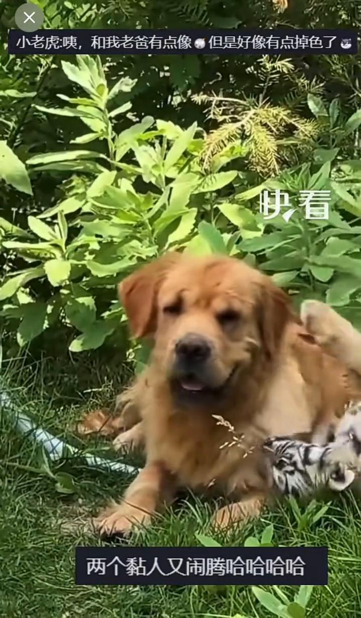 两只小老虎和"奶妈"金毛撒娇，狗狗"无奈又宠溺"。
来源：粉爱粉爱你。
网友：金