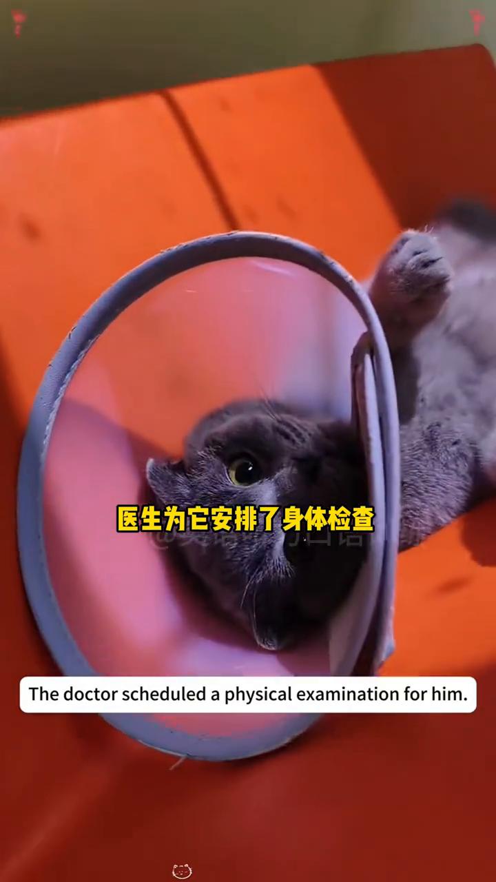 我们在院子里发现了一只流浪猫，完全不知道它从哪里来。它的整个身体都扭曲了，无法正