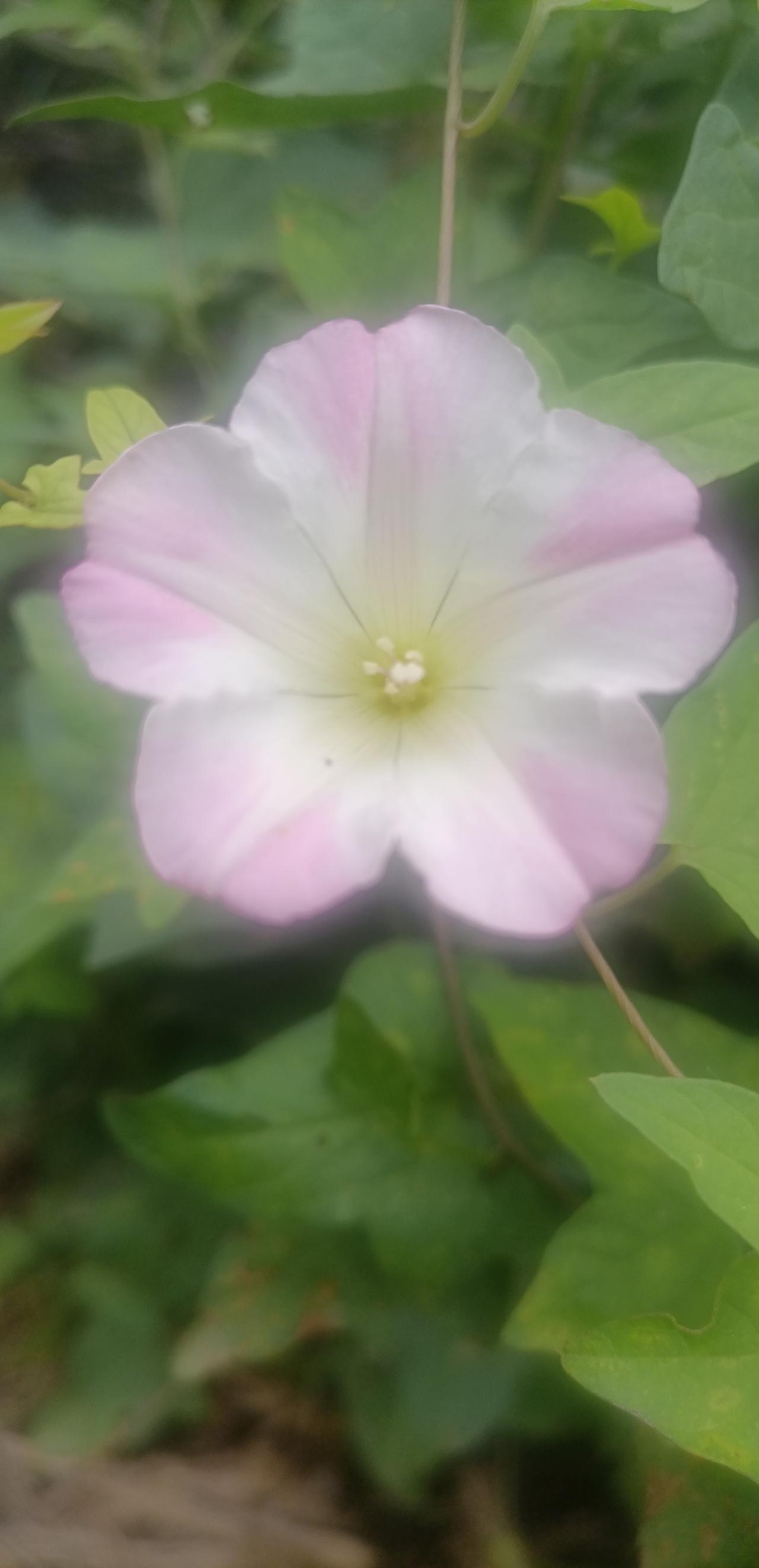 【夏之韵·芒种，是一场关于希望的修行】夏日爱好打卡
芒种，是一场关于希望的修行。
