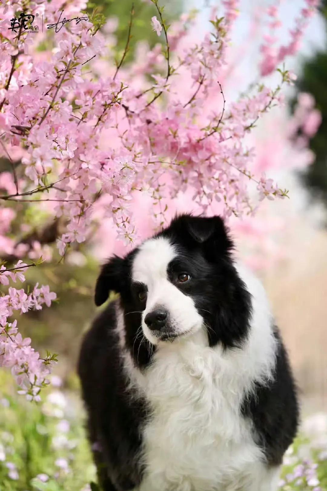 春日颜值天花板，实锤了！！
【春季拍摄】