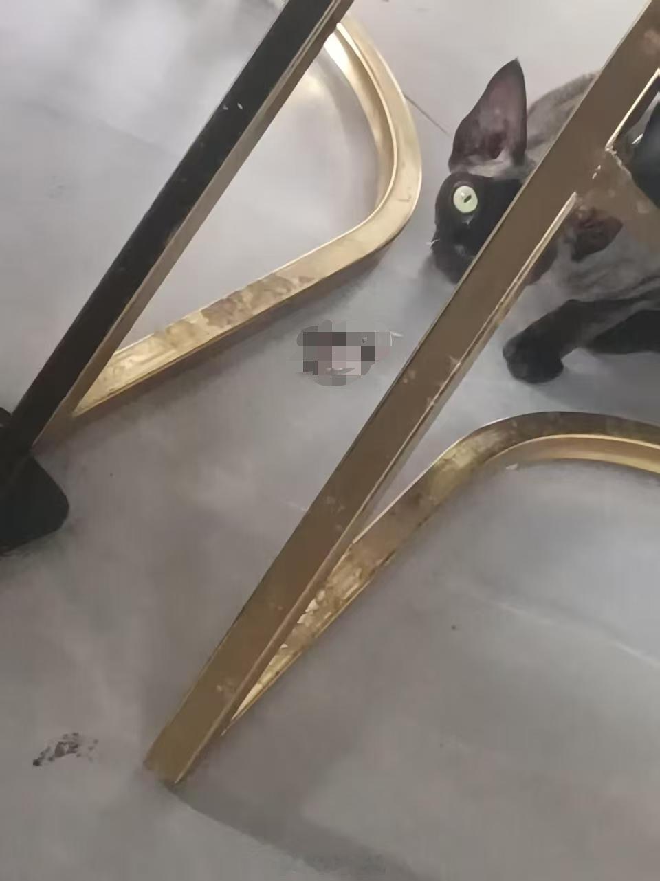 家里四只猫都不如小白这一下，没错他自己抓了一只老鼠，家里那四只能被吓死[裂开]，