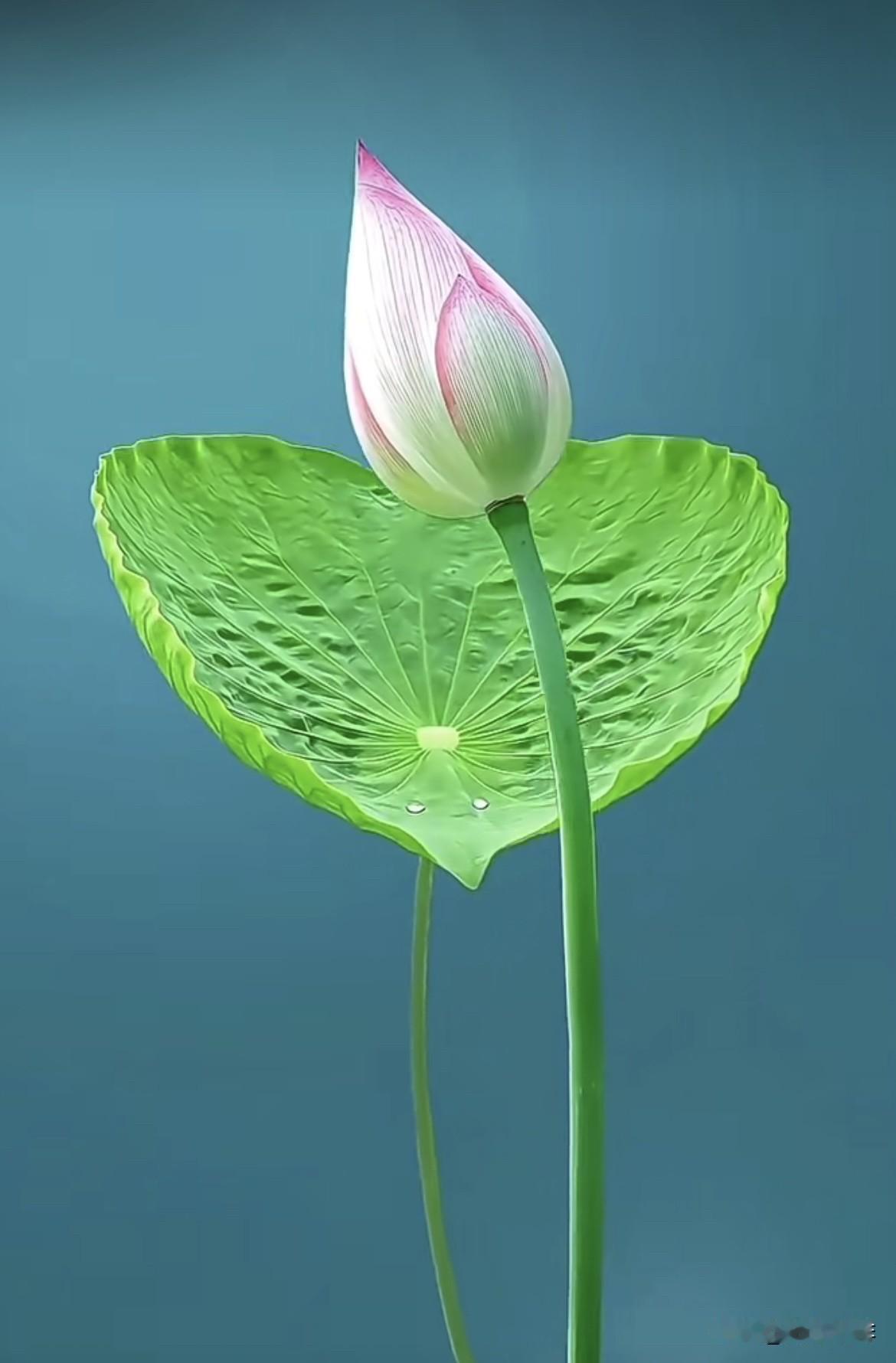 婷婷一水间，仙子浣娇颜。
闻得香无数，游人不忍还。
早安🌞