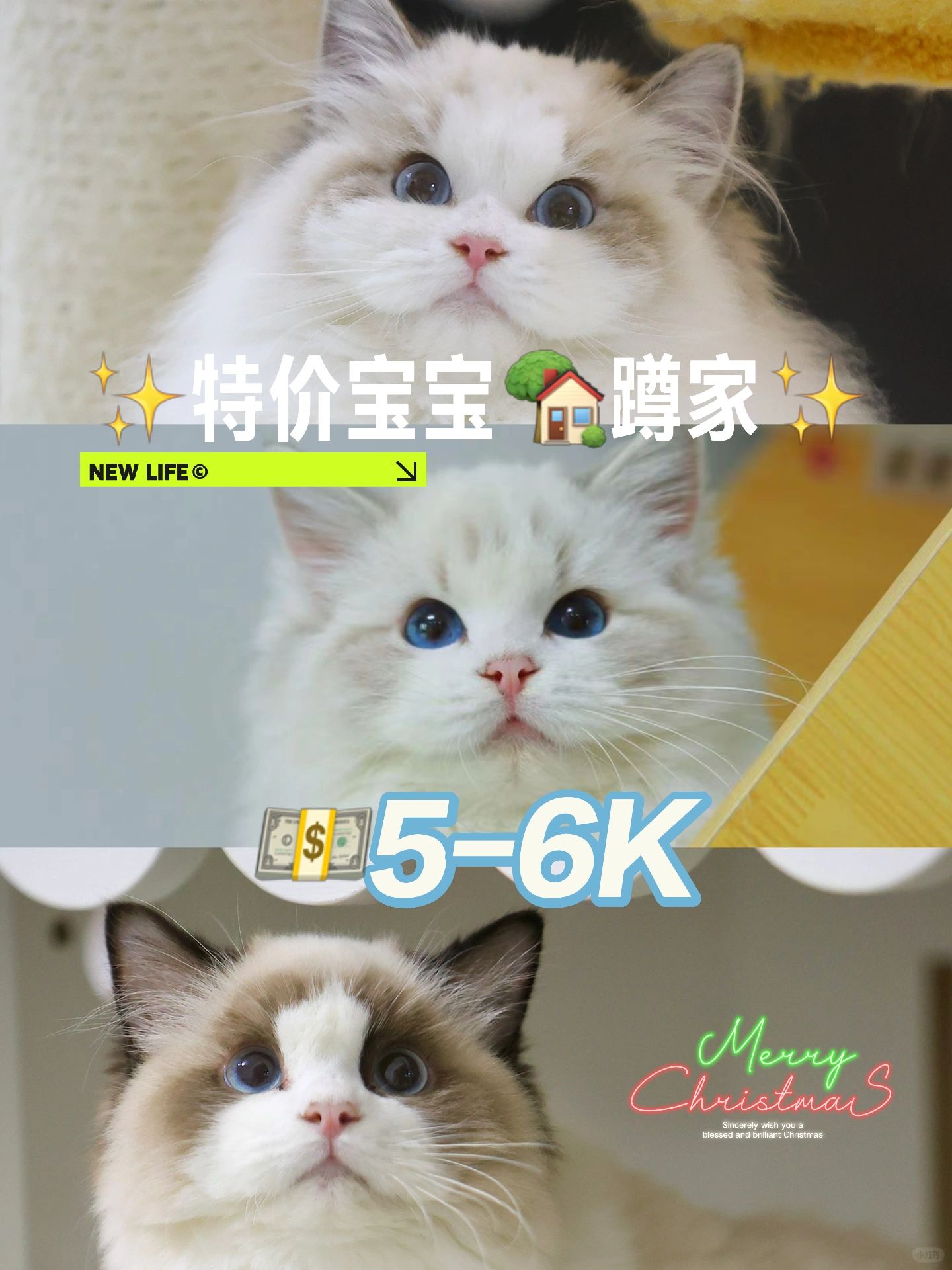 ✨现猫找家✨粑粑麻麻在哪里～
