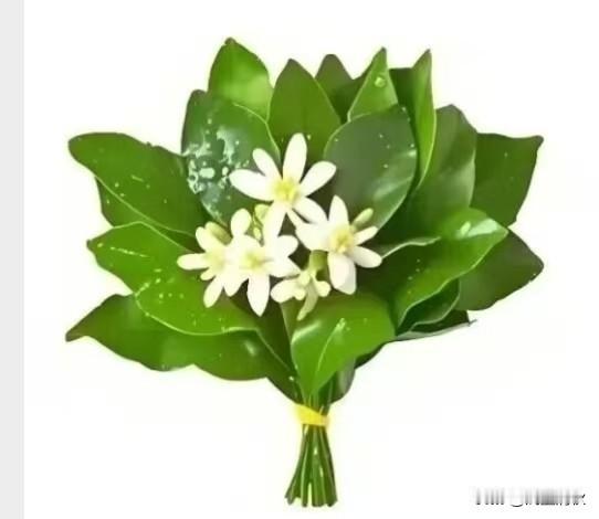 绿叶白花间，清香满人间。