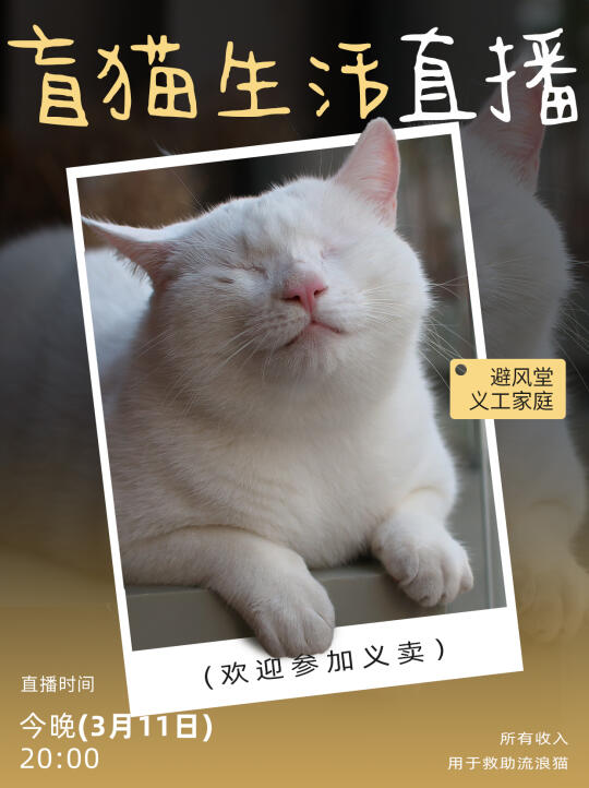 盲猫看不见怎么办啊