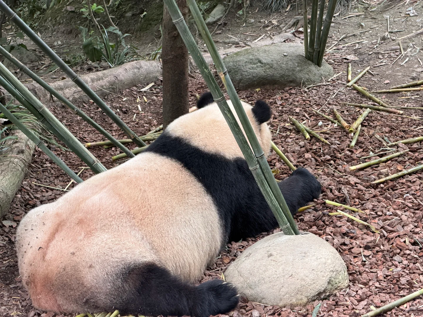 是我们可爱的阿肉 