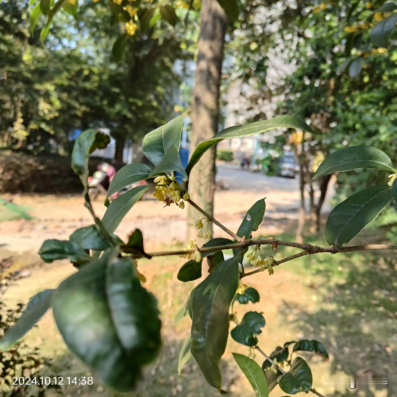 #随手一拍都是美景#
是不是美景，咱先不说，但随手一拍，我是做到了。

每天出门