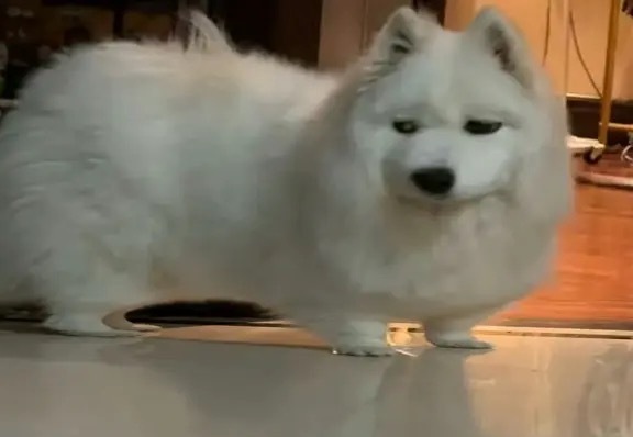 我将起拆！ 