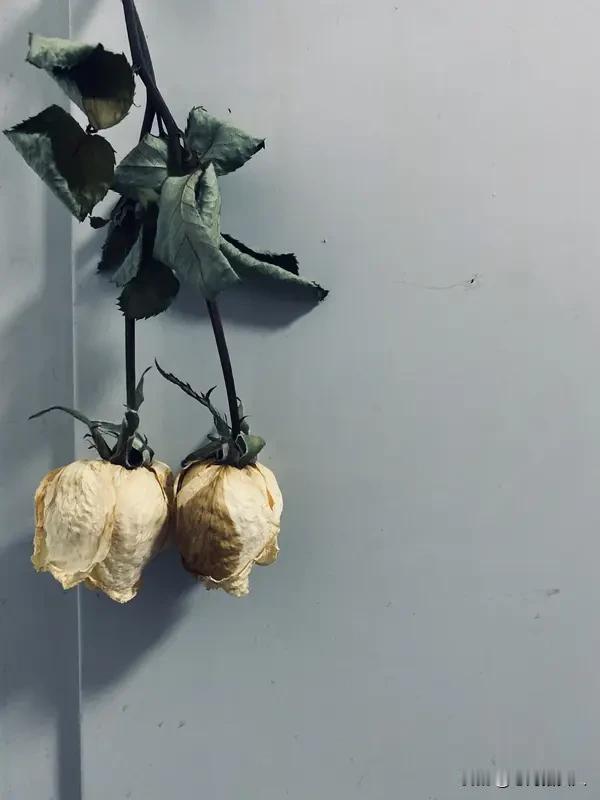 婚姻最大的敌人是什么?
是“停止共同成长”导致的认知断层——当一方在进步而另一方