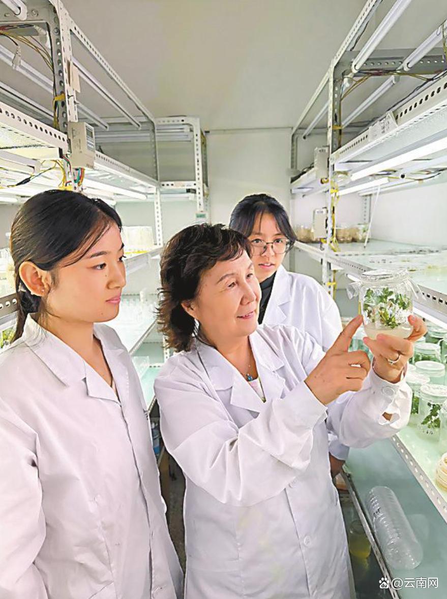 三七稀有皂苷定向生物转化关键技术攻关取得突破 成品皂苷纯度达98％以上，转化效率