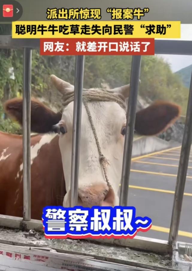 太有灵性了！湖北，一头牛来到派出所窗口，直勾勾盯着值班民警不愿走，这事儿发生在 