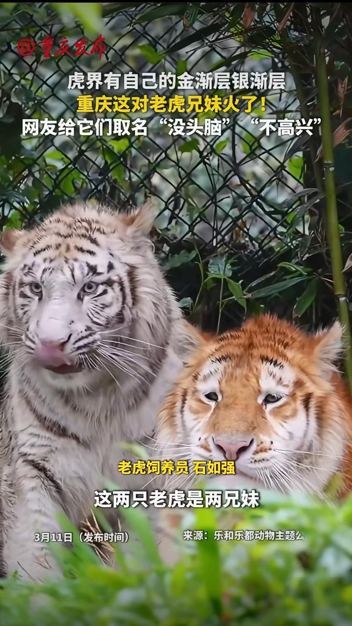 谁能想到，森林之王也有“猫系人设”！重庆这对老虎兄妹凭一金一白的神仙毛色，直接封