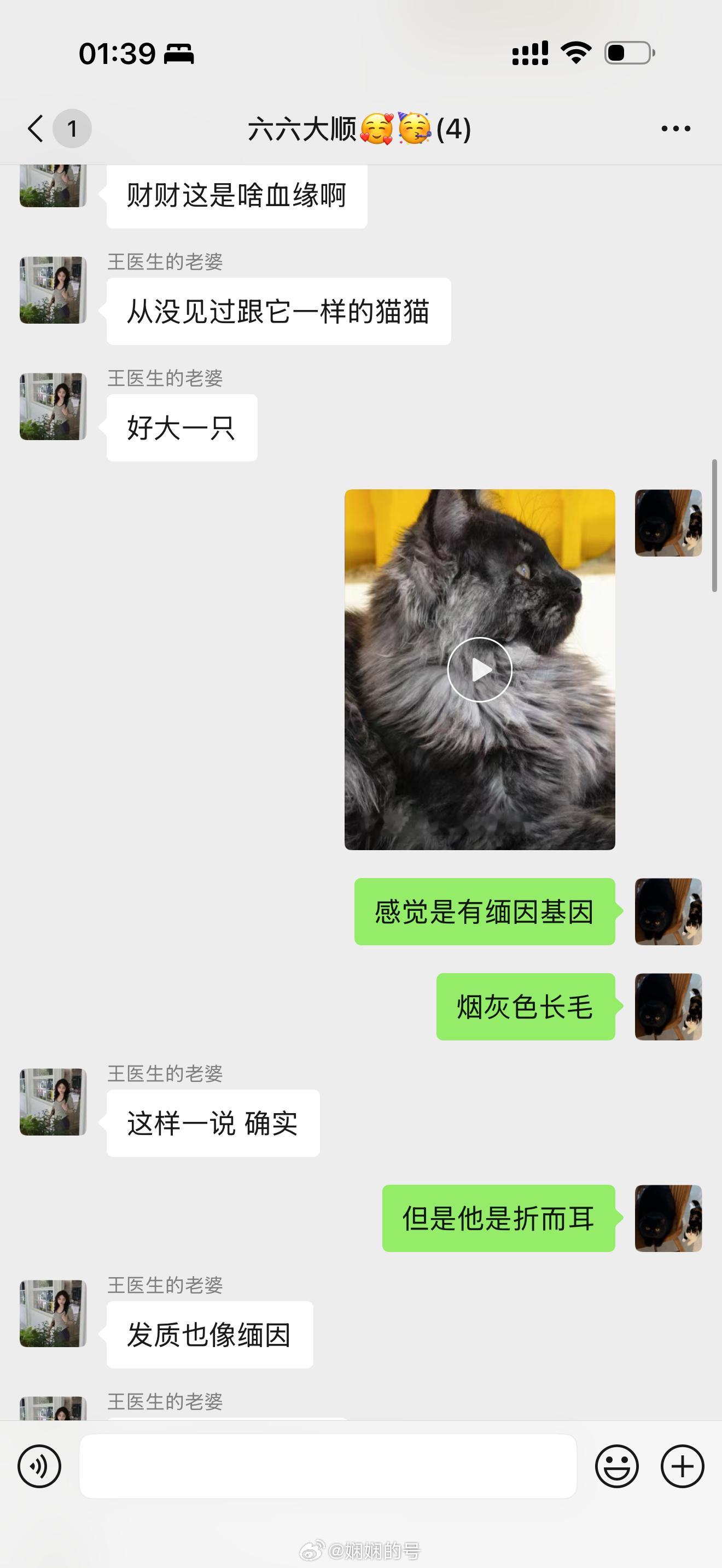 今天还在讨论财财是什么品种的猫，半夜看到横在房门口才半岁的财财更加确定有缅因血统
