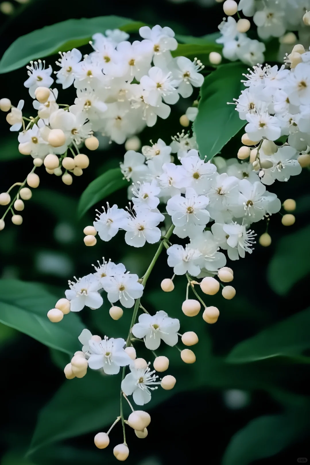 白色的小花