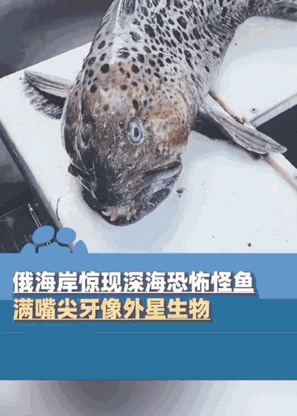 俄罗斯海岸惊现怪鱼。

这条鱼满身豹纹斑点，满嘴尖牙。可以轻松的咬开坚硬的贝壳类