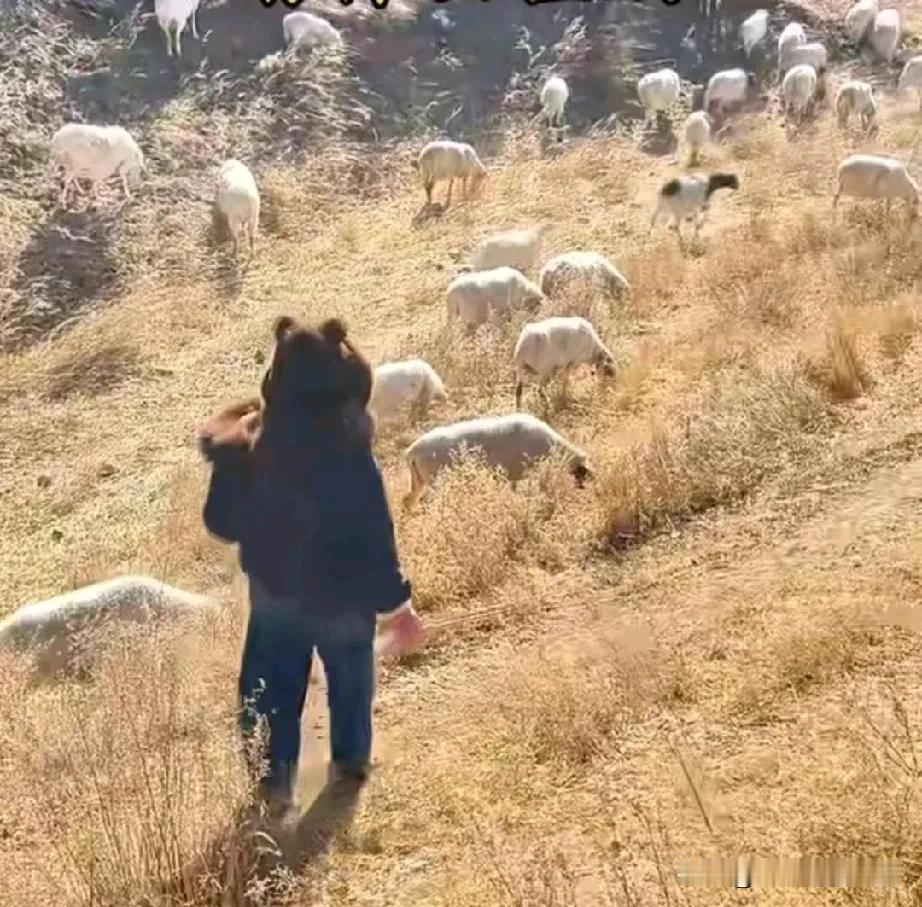 问大家一个事，就是上完大学放羊和不上大学放羊，这两者有什么区别吗？
邻居王哥的大