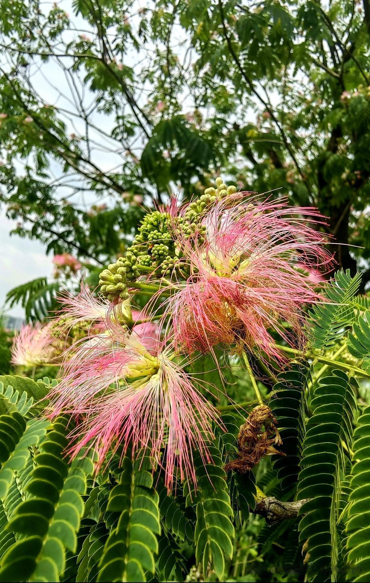 合欢花又名绒花树、马缨花，夏季开花，淡红色的雄蕊多条，像粉色的小绒球。
合欢花是