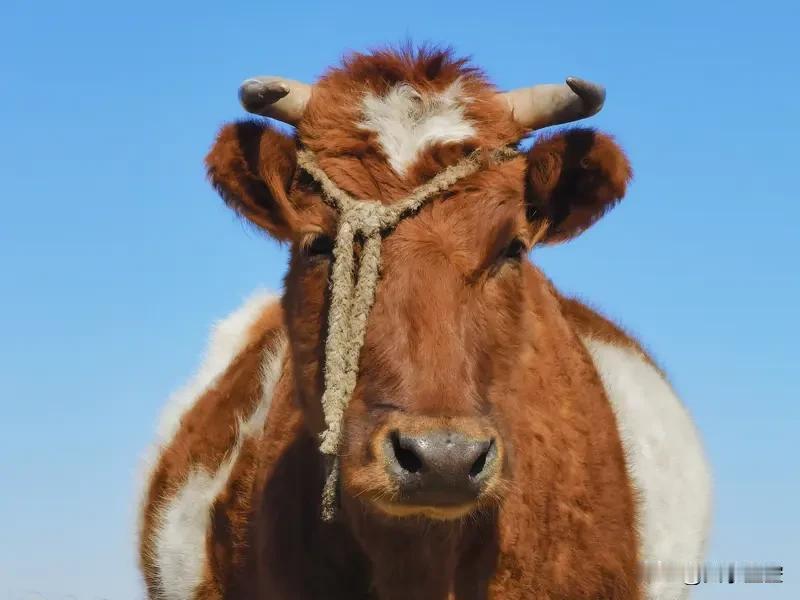 十二生肖在不同的境遇下成长速度不同。就说属牛的，以往很多人闷头做事，社交上很被动